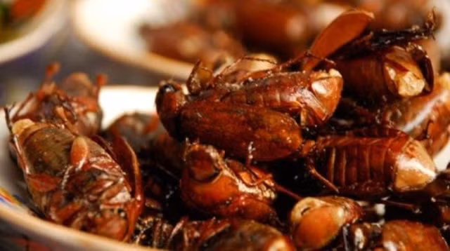 Cách bắt bọ rầy vào ban ngày là nhặt phân bò, phân trâu khô đốt cho khói tỏa lên trời. Một lúc sau, bọ ngửi được mùi và cứ thế bay đến, vần vũ trong đám khói. Người dân cứ thế cầm chổi đập cho bọ rơi xuống đất rồi bắt bỏ vào giỏ.