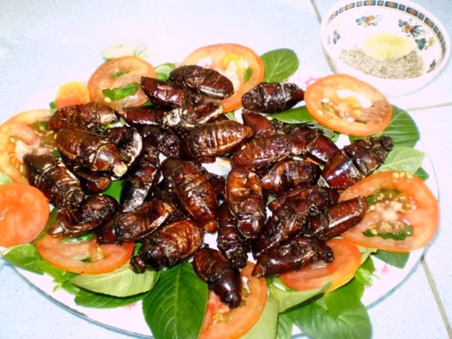 Bọ rầy là một loại côn trùng cánh cứng, thường xuất hiện nhiều nhất ở vùng Bảy Núi, thuộc hai huyện Tịnh Biên, Tri Tôn (An Giang) và vùng biên giới Tây Nam. Bọ rầy sinh sôi với số lượng lớn vào đầu mùa mưa và kéo dài trong khoảng một tháng.Thời điểm này thường là tháng 4-5 âm lịch, tùy năm mưa sớm hay muộn.