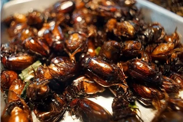 Trước kia bọ rầy được coi là loại côn trùng có hại cho nhà nông vì chúng thường hay cắn phá các đọt non, nhất là ở cây xoài, cây dâu, cây điều… Nhưng gần đây, bà con vùng biên giới đã khám phá ra cách chiên bọ rầy, biến loài côn trùng này món ăn thơm ngon và béo bổ. Từ đó, nhiều người tìm cách săn bắt để chế biến bọ rầy thành món ngon độc đáo, nổi bật là món bọ rầy chiên giòn.