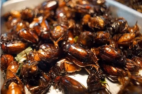 Trước kia bọ rầy được coi là loại côn trùng có hại cho nhà nông vì chúng thường hay cắn phá các đọt non, nhất là ở cây xoài, cây dâu, cây điều… Nhưng gần đây, bà con vùng biên giới đã khám phá ra cách chiên bọ rầy, biến loài côn trùng này món ăn thơm ngon và béo bổ. Từ đó, nhiều người tìm cách săn bắt để chế biến bọ rầy thành món ngon độc đáo, nổi bật là món bọ rầy chiên giòn.