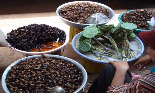 Món bọ rầy chiên giòn có thể ăn kèm với rau sống, cà chua, dưa leo và chấm muối tiêu chanh. Cũng như ăn bò cạp chiên, người mới ăn bọ rầy lần đầu thường cảm thấy rờn rợn vì con vật xấu xí và màu sắc cũng không tươi tắn, hấp dẫn.