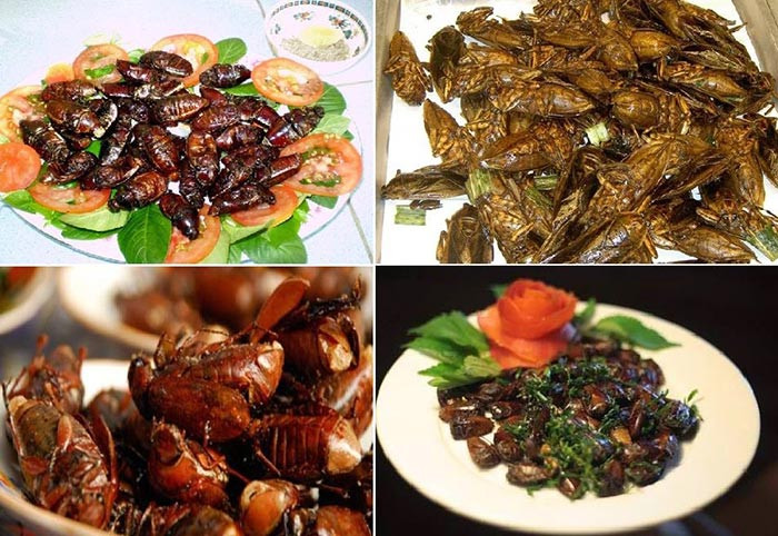 Bọ rầy Bảy Núi có kích cỡ to hơn ngón tay cái với hình dáng đặc trưng của loài bọ nên trông có vẻ “khó nuốt”. Tuy nhiên, khi đã qua bàn tay của những bà nội trợ vùng núi, chúng như lột xác hoàn toàn. Trước đây, bọ rầy được coi là món ăn của người nghèo. Nhưng ngày nay, loài côn trùng này đã là đặc sản, trở thành món khoái khẩu không thể bỏ qua trong nhà hàng, quán nhậu.