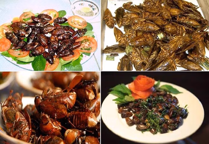 Bọ rầy Bảy Núi có kích cỡ to hơn ngón tay cái với hình dáng đặc trưng của loài bọ nên trông có vẻ “khó nuốt”. Tuy nhiên, khi đã qua bàn tay của những bà nội trợ vùng núi, chúng như lột xác hoàn toàn. Trước đây, bọ rầy được coi là món ăn của người nghèo. Nhưng ngày nay, loài côn trùng này đã là đặc sản, trở thành món khoái khẩu không thể bỏ qua trong nhà hàng, quán nhậu.