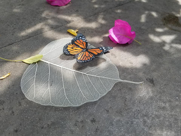 Nhat la cay ve ve, co gai ban gia nua trieu dong mot chiec-Hinh-5