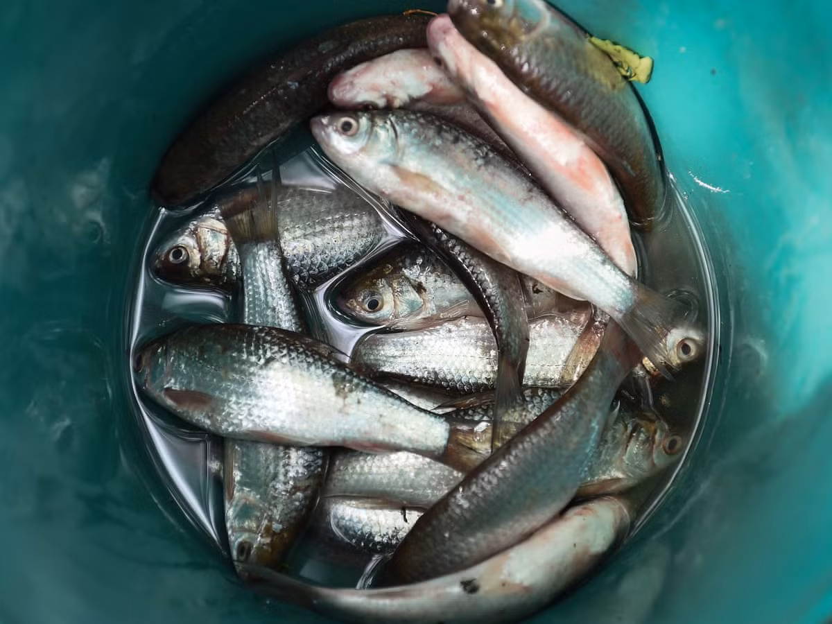 Koi pla, món gỏi cá sống được vắt chanh, lâu nay vẫn được hàng triệu người dân Thái ăn mỗi ngày, đặc biệt là tại Isaan, một trong những khu vực nghèo nhất nước.