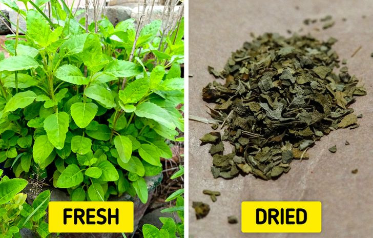 7. Húng thánh (Holy basil): Đây là một loại thảo mộc được sinh ra ở châu Á. Húng thánh được kiểm chứng đã giúp nhiều người cải thiện giấc ngủ của họ. Vì vậy, bạn có thể thêm loại thảo mộc này vào món mì ống hoặc phổ biến hơn là ngâm nó vào một ít nước nóng và uống như trà.