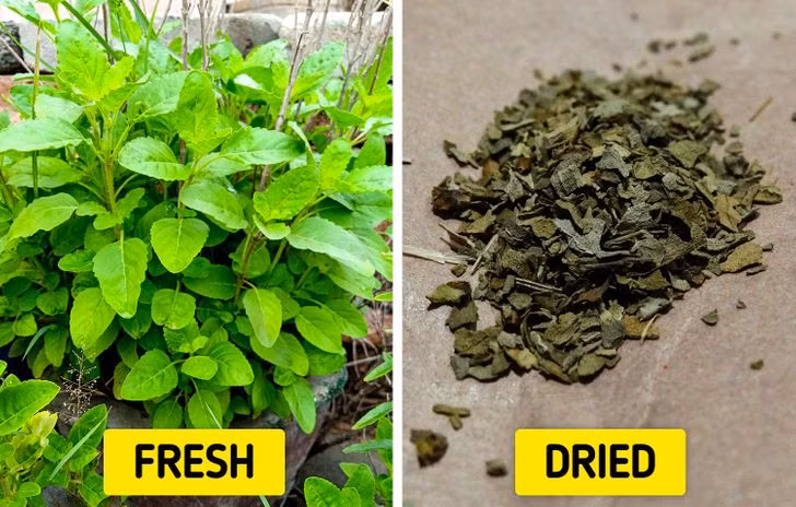 7. Húng thánh (Holy basil): Đây là một loại thảo mộc được sinh ra ở châu Á. Húng thánh được kiểm chứng đã giúp nhiều người cải thiện giấc ngủ của họ. Vì vậy, bạn có thể thêm loại thảo mộc này vào món mì ống hoặc phổ biến hơn là ngâm nó vào một ít nước nóng và uống như trà.