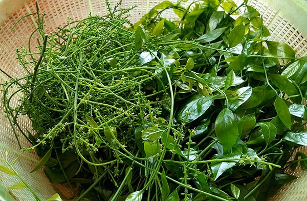 Rau ngót rừng: Rau ngót rừng hay còn được gọi là rau sắng thường có vào khoảng đầu mùa hè. Hình ảnh của rau ngót rừng và vị tương đối giống với rau ngót nhưng lá dài và mảnh hơn, vị đậm đà hơn rau ngót trồng rất nhiều.