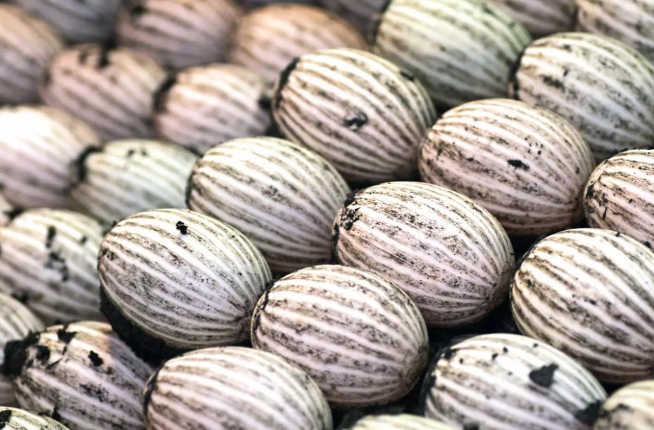 1. Trứng ngàn năm tuổi: Món đặc sản kỳ lạ này thường được làm từ trứng vịt hoặc chim cút chôn trong hỗn hợp đất sét, cát và muối trong một vài tháng.