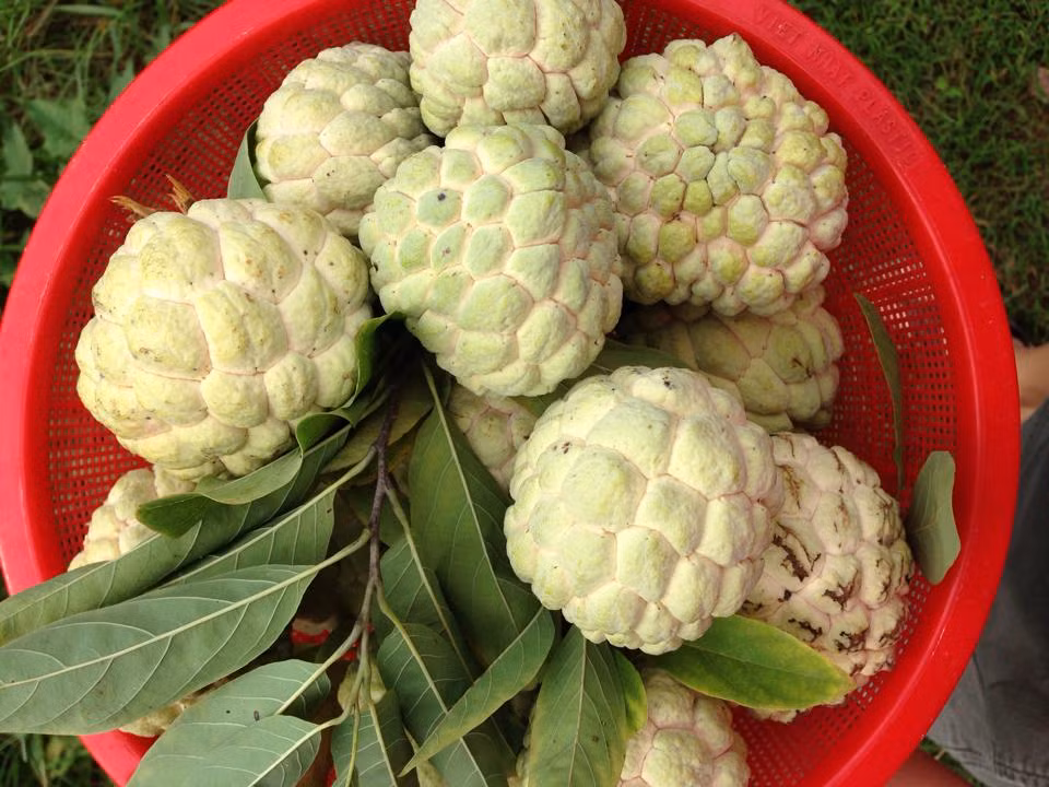 Qua na cuc tot nhung mot so nguoi tuyet doi tranh an keo hai than-Hinh-2