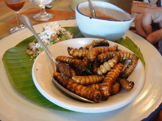 Người ta xiên những chú sâu to tròn có độ dài khoảng từ 9 - 12cm vào que và đem nướng trực tiếp trên lửa. Sau khoảng 2 phút, thịt sâu sẽ trắng và giòn dai.