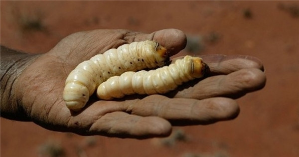 Một số nhà hàng sử dụng sâu này làm món khai vị và sâu nướng là một trong những món ăn khoái khẩu nhất ở đây.
