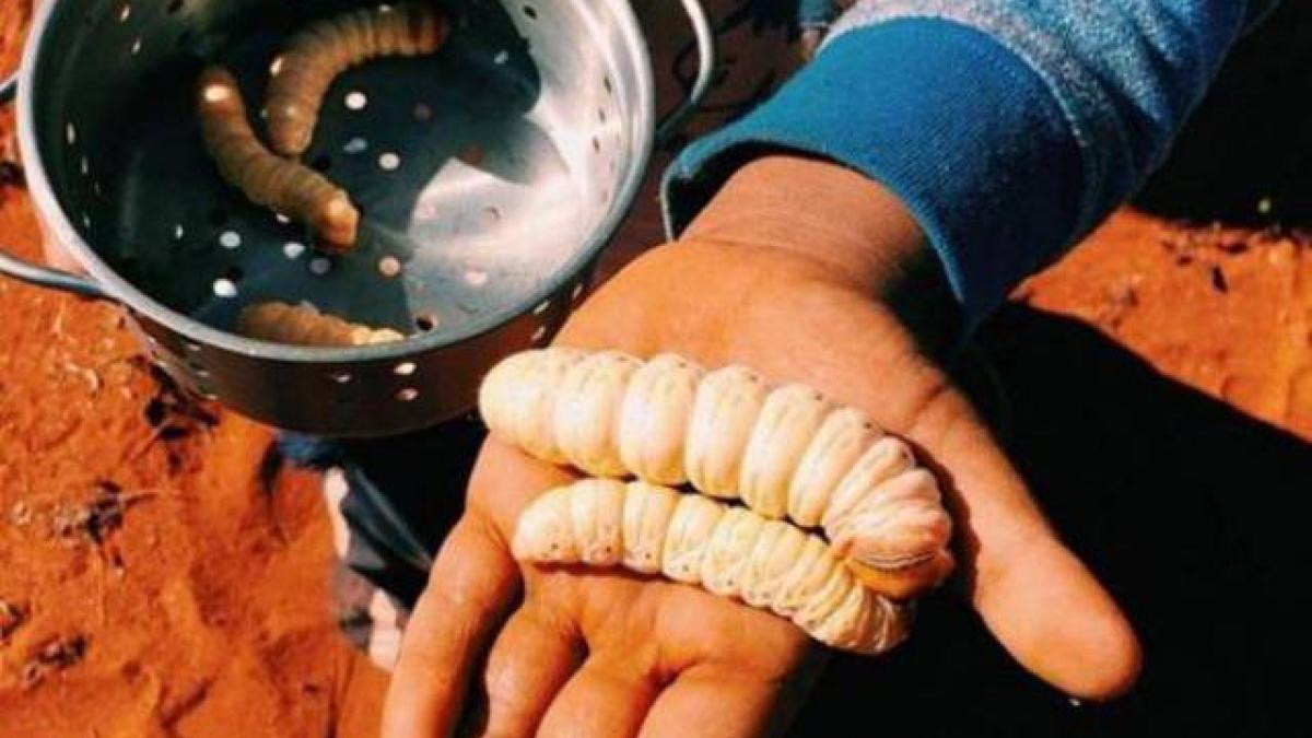 Được biết, thịt của những chú sâu này có vị ngọt nhẹ và rất giàu dinh dưỡng.