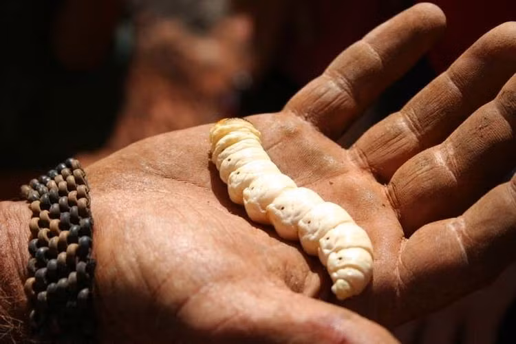 Sâu Witchetty không chỉ là nguồn thực phẩm của Thổ dân Úc mà còn xuất hiện trong những tác phẩm nghệ thuật. Người ta bắt con sâu này để ép lấy một thứ nước màu nâu được sử dụng trong các tác phẩm nghệ thuật.