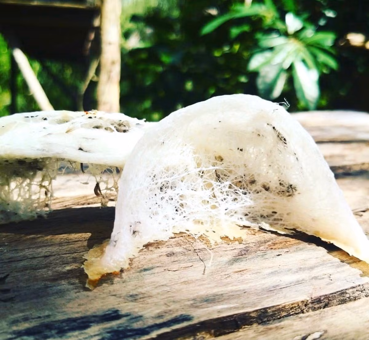 Yến sào có giá trị dinh dưỡng xếp hàng bậc nhất hiện nay. Loại thực phẩm cao cấp, quý hiếm này phổ biến ở các quốc gia Đông Á như Nhật Bản, Triều Tiên, Trung Quốc, Việt Nam.