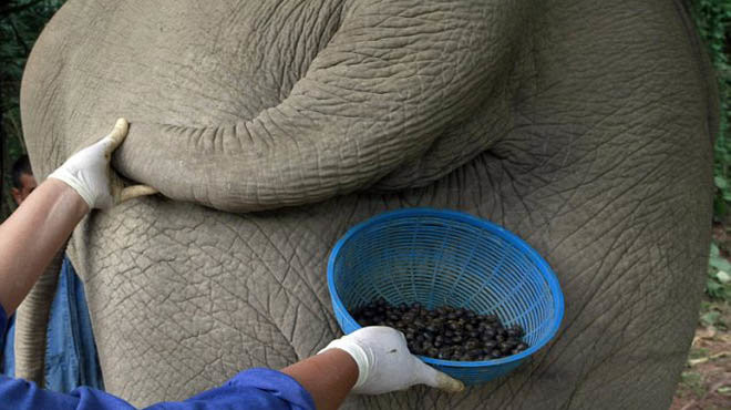 Cà phê voi: Thái Lan vốn nổi tiếng với Black Ivory (cà phê voi). Hạt cà phê do voi thải ra mang ít vị đắng, đồng thời có hương vị chuối và mía.