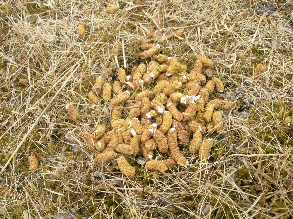 Để chế biến món ăn từ chất thải này, người ta sử dụng phân của loại gà gô chỉ ăn lá liễu và bạch dương, gọi là ptarmigan. Urumiit được chế biến bằng cách chiên trên dầu từ mỡ hải cẩu, đôi khi được trộn cùng máu động vật, máu chim hoặc các miếng thịt hải cẩu.