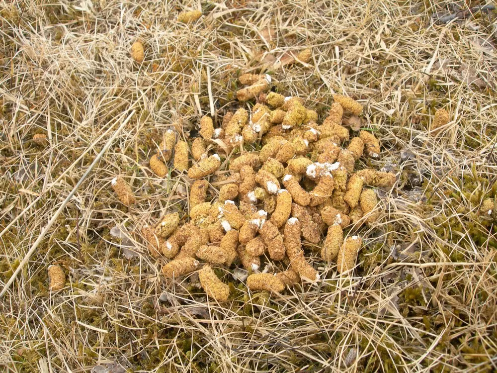 Để chế biến món ăn từ chất thải này, người ta sử dụng phân của loại gà gô chỉ ăn lá liễu và bạch dương, gọi là ptarmigan. Urumiit được chế biến bằng cách chiên trên dầu từ mỡ hải cẩu, đôi khi được trộn cùng máu động vật, máu chim hoặc các miếng thịt hải cẩu.