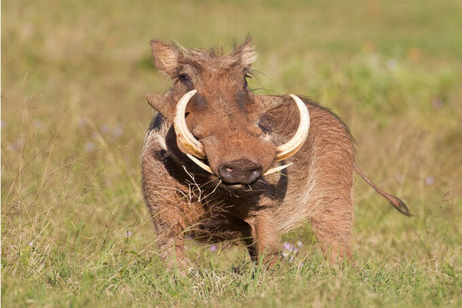 Hậu môn lợn rừng: Bộ tộc Owambo ở phía bắc Namibia coi hậu môn của lợn rừng là một đặc sản. Người dân nơi đây sử dụng phần trực tràng còn nguyên chất thải của heo rừng nướng trực tiếp trên bếp lửa, để bám bụi và tro quanh món ăn.