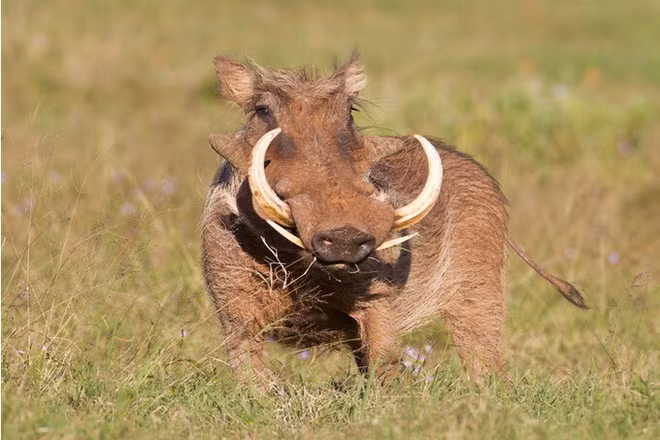 Hậu môn lợn rừng: Bộ tộc Owambo ở phía bắc Namibia coi hậu môn của lợn rừng là một đặc sản. Người dân nơi đây sử dụng phần trực tràng còn nguyên chất thải của heo rừng nướng trực tiếp trên bếp lửa, để bám bụi và tro quanh món ăn.