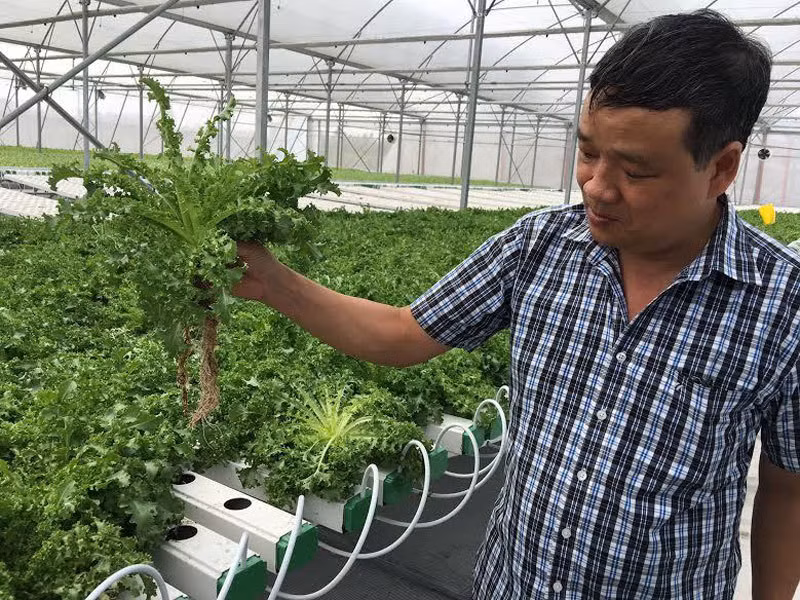 Trong ca chua bang smartphone, ngoi tren nui ban rau sang My-Hinh-3