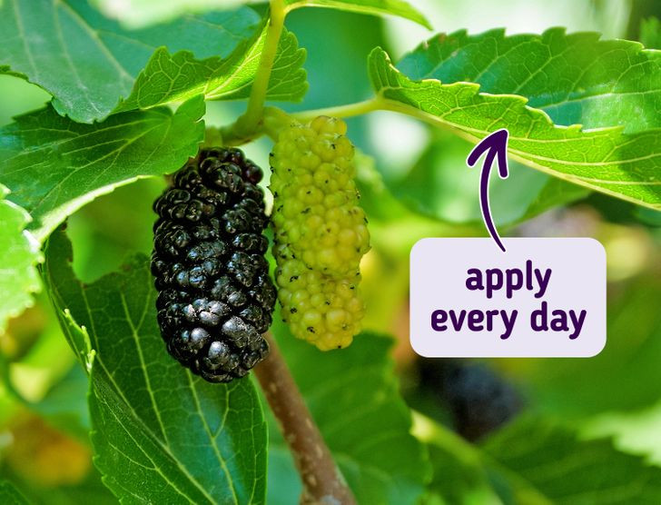 3. Đắp lá dâu tằm: Lá dâu tằm và chiết xuất của chúng cũng có thể điều trị nám da một cách tự nhiên. Ngâm lá dâu tằm khô rồi đắp lên da mỗi ngày.