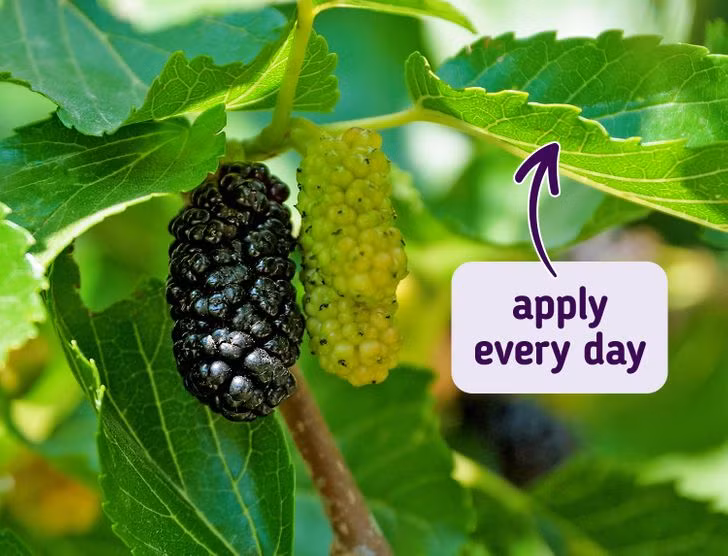 3. Đắp lá dâu tằm: Lá dâu tằm và chiết xuất của chúng cũng có thể điều trị nám da một cách tự nhiên. Ngâm lá dâu tằm khô rồi đắp lên da mỗi ngày.