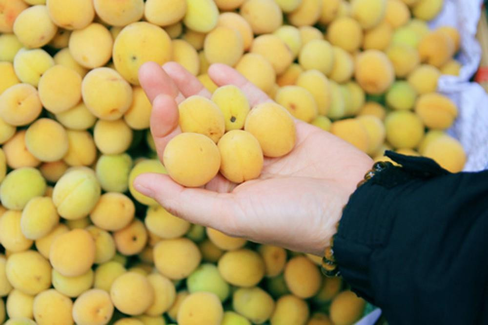 Mơ được trồng trên các sườn núi, thung lũng tạo thành dải rừng nối tiếp nhau, sắc trắng của hoa, sắc vàng của quả tạo nên cảnh sắc vô cùng tuyệt diệu.