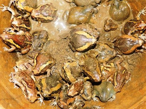 Loài động vật lưỡng cư, lớp ếch nhái bao quanh mình là 1 lớp nhầy nhơn nhớt mà nhiều địa phương vẫn gọi là con ễnh ương, còn đồng bào Chăm ở Ninh Thuận gọi là con ếch òn.