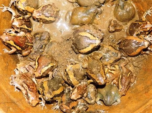 Loài động vật lưỡng cư, lớp ếch nhái bao quanh mình là 1 lớp nhầy nhơn nhớt mà nhiều địa phương vẫn gọi là con ễnh ương, còn đồng bào Chăm ở Ninh Thuận gọi là con ếch òn.