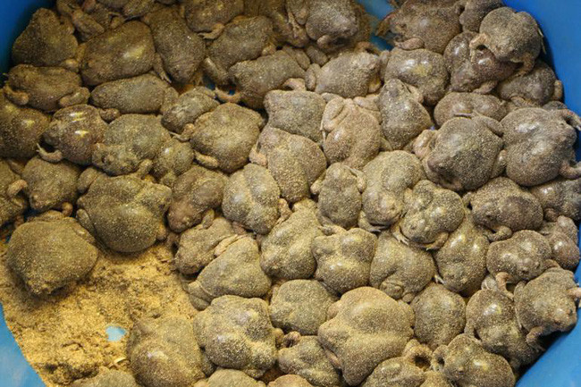 Cứ hễ vào đầu tháng 5, khi mùa mưa bắt đầu, kéo theo đó là tiếng kêu rền vang của loài lưỡng cư có cái bụng to tướng này, người Chăm ở Ninh Thuận sẽ háo hức đi săn, bắt loài ếch òn về để chế biến thành các món ăn.