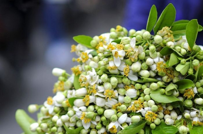 Để làm món ăn này, bạn chỉ cần chọn cây mía bóng khỏe, cầm nặng tay, không quá già, chẳng quá non sau đó đem róc vỏ, cắt khúc, cho vào hộp cùng với hoa bưởi đã rửa sạch để ướp hương.