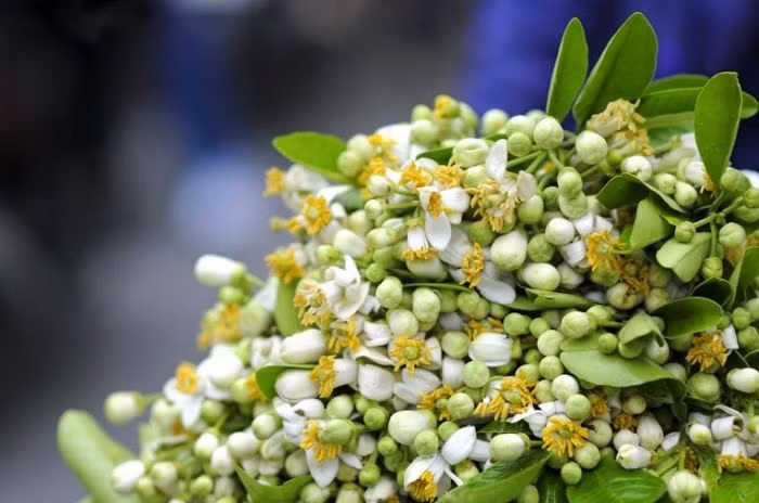 Để làm món ăn này, bạn chỉ cần chọn cây mía bóng khỏe, cầm nặng tay, không quá già, chẳng quá non sau đó đem róc vỏ, cắt khúc, cho vào hộp cùng với hoa bưởi đã rửa sạch để ướp hương.