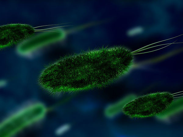 Ngăn chặn vi khuẩn: Trà lựu có chứa các chất kháng khuẩn như axit ellagic và tannin có thể giúp ngăn ngừa mầm bệnh do vi rút và vi khuẩn, đặc biệt là Staphylococcus aureus, Salmonella và Penicillium digitatum. Trà cũng có hiệu quả chống lại các chủng gây bệnh cao và kháng thuốc.