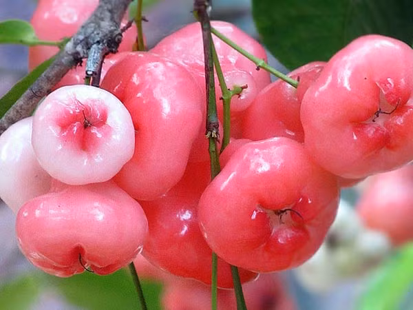 10 loi ich bat ngo cua qua roi doi voi suc khoe