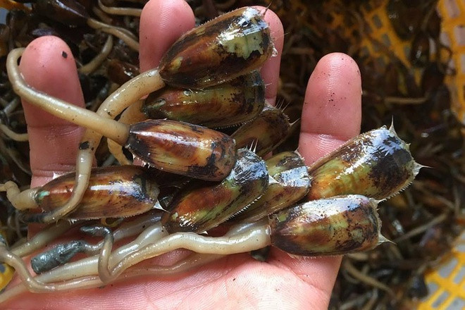 Tuy có vẻ ngoài kém hấp dẫn khiến nhiều thực khách phải dè chừng nhưng cà xỉu lại là nguyên liệu làm nên loạt món ngon, đặc sản của vùng đất Hà Tiên (Kiên Giang).