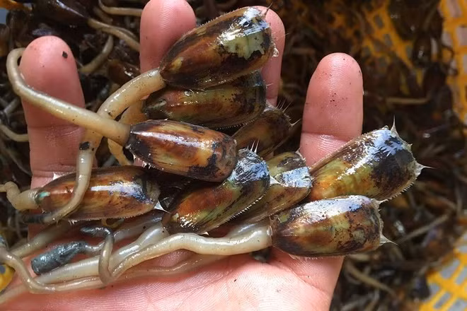 Tuy có vẻ ngoài kém hấp dẫn khiến nhiều thực khách phải dè chừng nhưng cà xỉu lại là nguyên liệu làm nên loạt món ngon, đặc sản của vùng đất Hà Tiên (Kiên Giang).