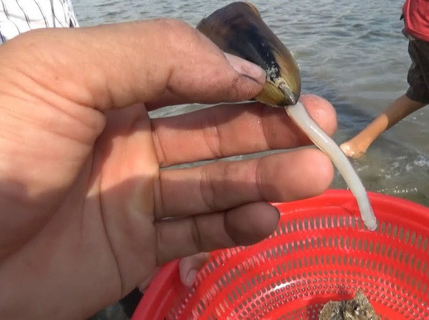 Người ta phải ngâm cà xỉu trong nước vài tiếng đồng hồ để chúng nhả hết cặn bã bên trong cơ thể ra ngoài. Sau đó xả sạch lại với nước. Cà xỉu thường được ủ muối trước khi đem chế biến món ăn.