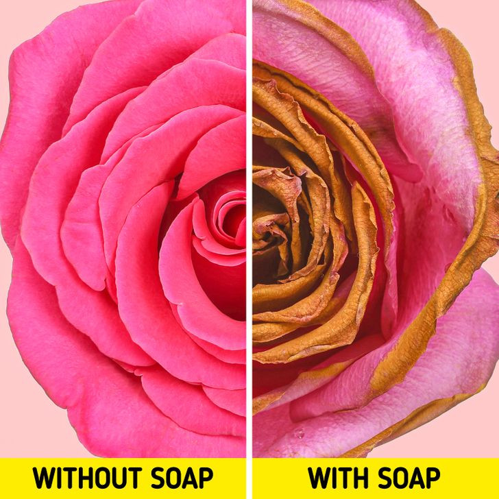 3. Giữ vùng kín của bạn khỏe mạnh: Tắm bằng xà phòng thường xuyên có thể làm khô vùng sinh dục và dẫn đến một số tình trạng sức khỏe. Tốt nhất bạn nên dùng nước ấm để rửa vùng kín, hoặc nước nóng khi cần khử mùi hôi.