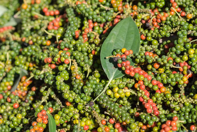 Tiêu Phú Quốc: Tiêu là một trong những gia vị quan trọng, không thể thiếu với nhiều món ăn ngày Tết. Ở miền Tây có đặc sản tiêu Phú Quốc nổi tiếng, trồng tại đảo ngọc Phú Quốc, tỉnh Kiên Giang. Tiêu khô, tiêu tươi nơi đây từ lâu được biết đến với độ cay nồng, thơm hương đặc trưng, chất lượng vượt trội.