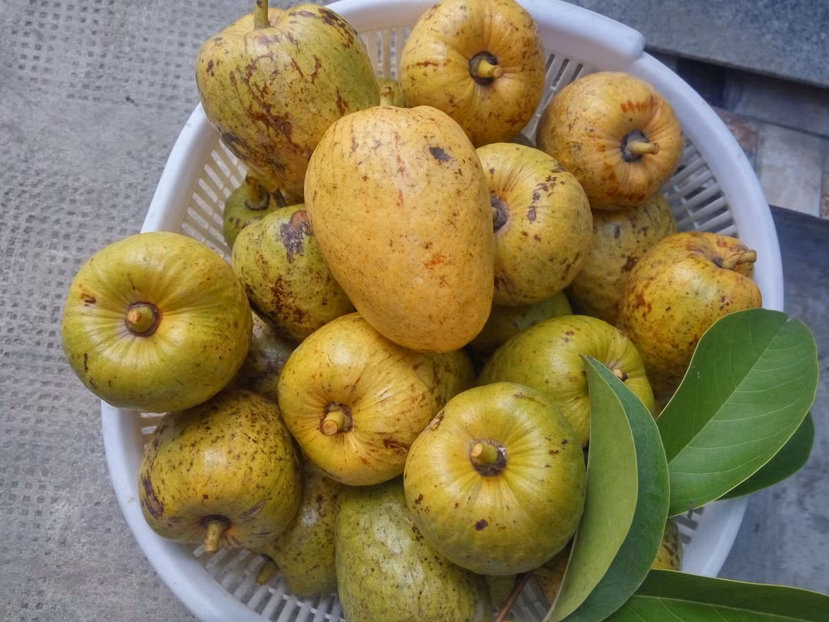 Bình bát còn có tên gọi là na nước hay trái nê, thường mọc dại ven nhiều kênh rạch, sông nước ở khu vực miền Nam. Trước đây bình bát được trồng rất nhiều, là loại quả gắn liền với tuổi thơ của không ít người, thế nhưng ngày nay muốn kiếm quả này cũng không phải dễ.