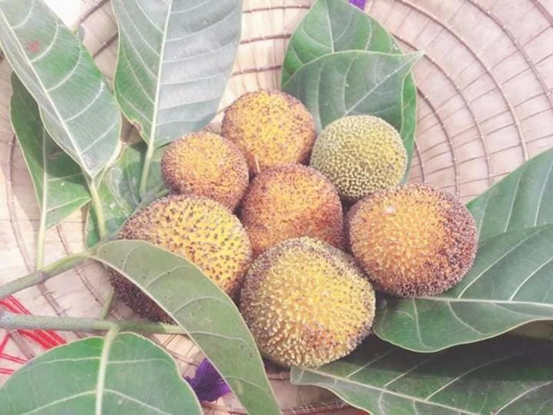 Loại quả này khi còn xanh ăn sẽ hơi chát, nhưng lúc chín thì trái chuyển sang màu vàng ươm, ăn có vị chua ngọt đặc trưng. Gáo thường chín vào mùa nước nổi ở miền Tây. Khi ăn, người ta có thể chấm với muối ớt hoặc dùng để kho cá rất ngon. Ảnh: Internet.