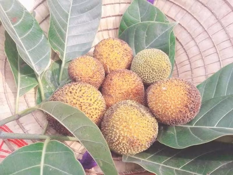 Loại quả này khi còn xanh ăn sẽ hơi chát, nhưng lúc chín thì trái chuyển sang màu vàng ươm, ăn có vị chua ngọt đặc trưng. Gáo thường chín vào mùa nước nổi ở miền Tây. Khi ăn, người ta có thể chấm với muối ớt hoặc dùng để kho cá rất ngon. Ảnh: Internet.