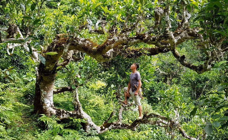 Kho bau co cua nguoi Mong an minh trong thien duong may-Hinh-2