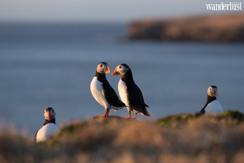 Hải câu cổ rụt là loài vật nằm trong diện bảo vệ của nhiều quốc gia trên thế giới và riêng tại Na Uy còn đưa ra quy định cấm săn bắt loài chim hải âu này.