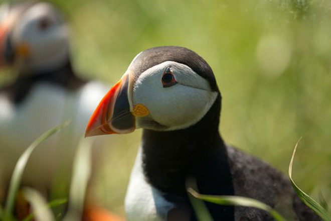 Việc săn bắt, giết hại chim hải âu làm gỏi của người Iceland đang gây rất nhiều tranh cãi trong cộng đồng.