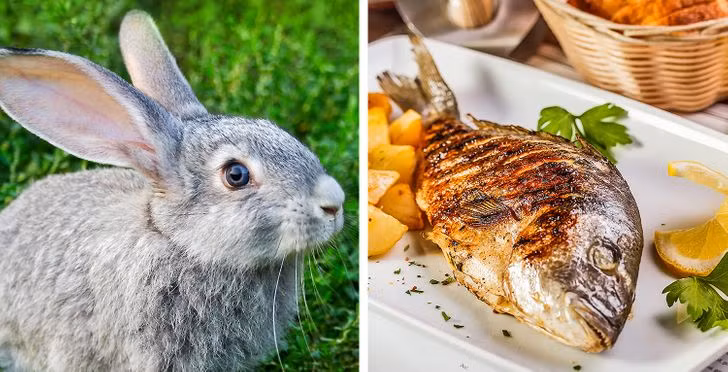 8. Bulgaria: Không ăn thịt thỏ hoặc cá. Thịt thỏ bị cấm vì người ta tin rằng nếu người phụ nữ mang thai ăn nó, đứa trẻ sẽ ngủ với đôi mắt mở. Và nếu một phụ nữ mang thai ăn cá, mũi của đứa con tương lai sẽ bị nghẹt và sẽ gây ngáy ngủ.