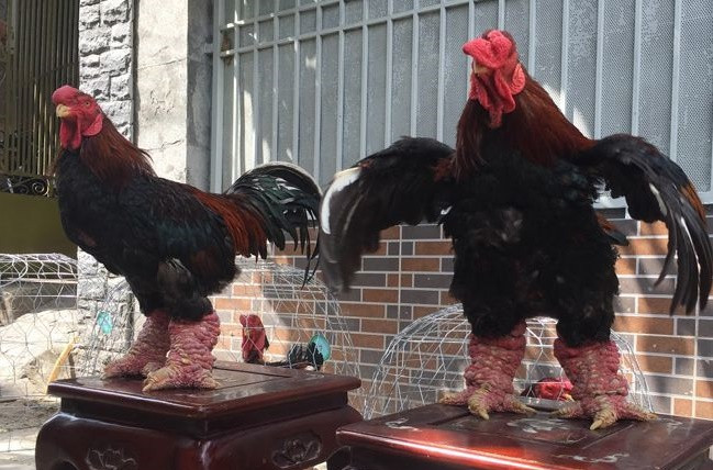 Gà Đông Tảo: Bên cạnh nhãn lồng, đất Hưng Yên còn có một đặc sản tiến vua đặc sắc khác là gà Đông Tảo. Giống gà này rất khó nuôi, đòi hỏi phải kỳ công chăm sóc và gà càng già càng quý, thịt ăn thường có mùi vị thơm ngon đặc trưng không lẫn với bất kỳ loại gà nào.