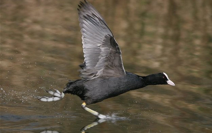 Sâm cầm hồ Tây: Sâm cầm hồ Tây là món ăn nổi tiếng, đã đi vào câu ca dao “Dưa La, húng Láng, ngổ Đầm/Cá rô Đầm Sét, sâm cầm Hồ Tây” của đất Thăng Long. Loài chim này di trú từ phương Bắc về phương Nam, chúng đào ăn nhân sâm trên đỉnh các núi cao ở Trung Quốc, Hàn Quốc nên được gọi là sâm cầm. Đó là lý do thịt Sâm cầm được cho là một món ăn đại bổ.