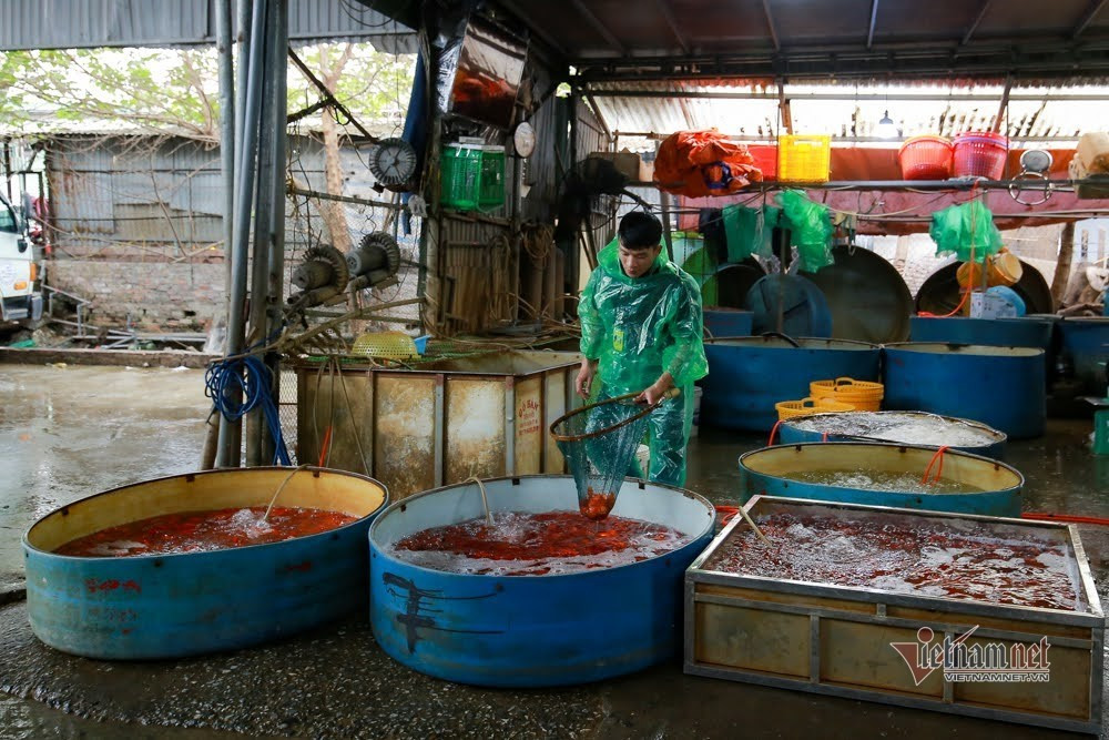 Tieu thuong 18 nam buon loai ca do ruc, ke chuyen 1 ngay chot hang ky luc-Hinh-9